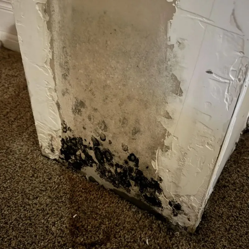 Professional Mold Removal in Dunbar, WV